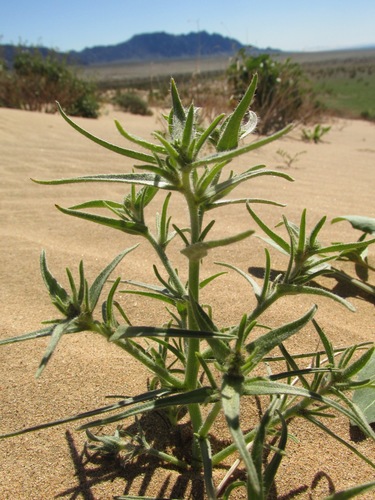 ribbed cryptantha (Cryptantha costata)