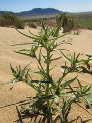 Johnstonella costata