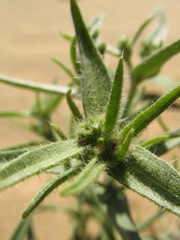 Johnstonella costata