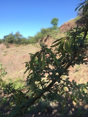 Mimosa farinosa