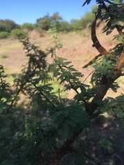 Mimosa farinosa