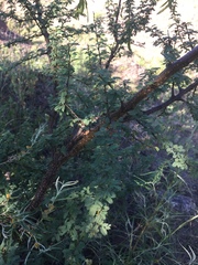 Mimosa farinosa
