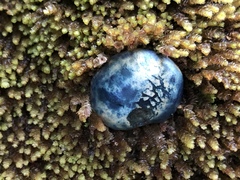 Rossbeevera pachydermis