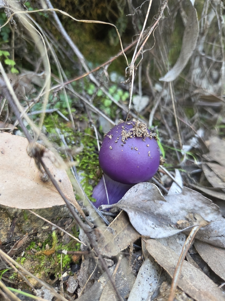 Cortinarius archeri · April 2026 · photo: © mlinc (iNaturalist, cc-by)