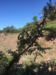 Mimosa farinosa