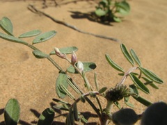Astragalus aridus