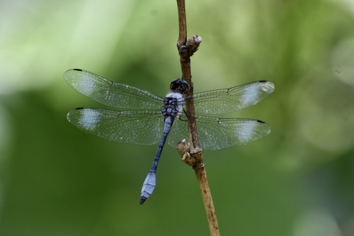 Club-tailed Skimmer