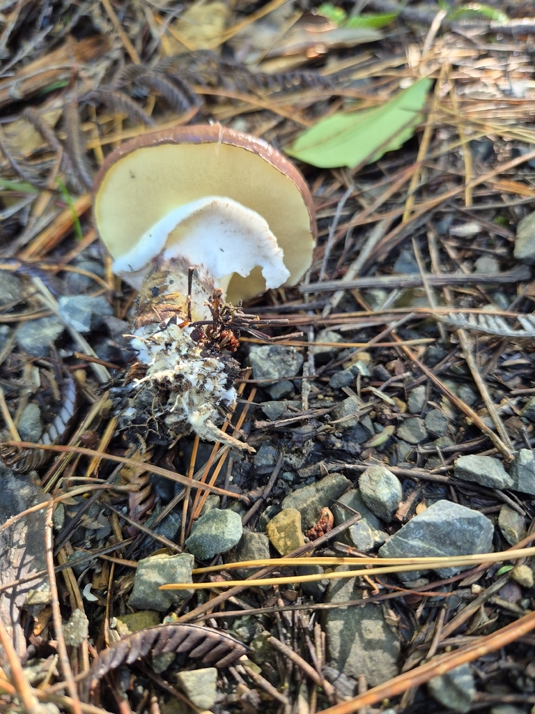Suillus luteus · April 2026 · photo: © rempson (iNaturalist, cc-by)