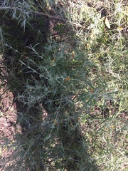 Buddleja mendozensis