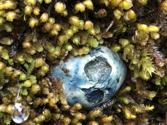 Rossbeevera pachydermis