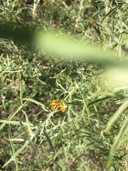Buddleja mendozensis