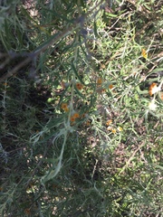 Buddleja mendozensis