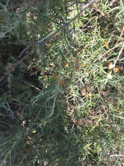 Buddleja mendozensis
