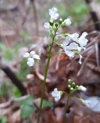 Cardamine trifolia