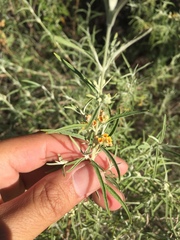 Buddleja mendozensis