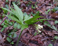 Cardamine enneaphyllos