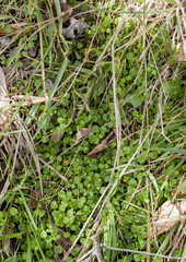 Gonocarpus micranthus micranthus
