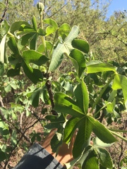 Jatropha excisa