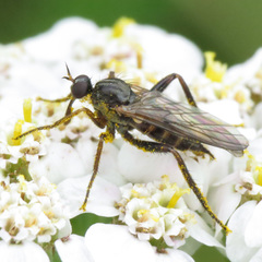 Rhamphomyia