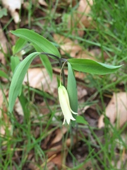 Uvularia
