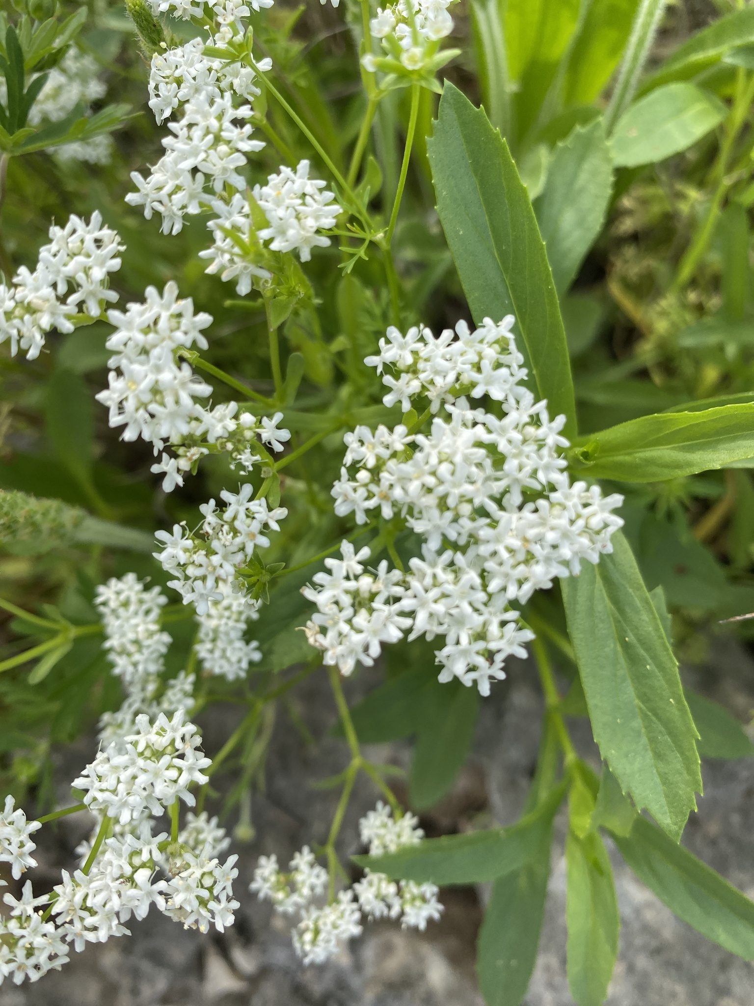 Valerianella amarella