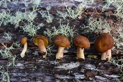 Tricholomopsis lignifracta