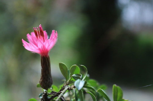 Barnadesia arborea, photograph 4