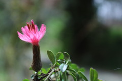 Barnadesia arborea, photograph (c) Diego Inclan, some rights reserved (CC BY)