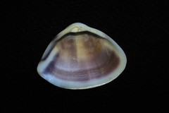 Mactra pusilla