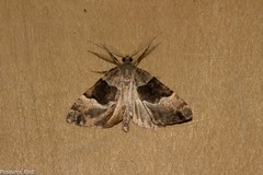 Pseudocoremia pergrata