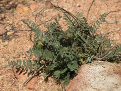 Astragalus douglasii perstrictus