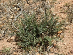 Astragalus douglasii perstrictus