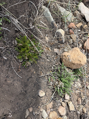 Drymocallis fissa, photograph (c) Jared Lincenberg, some rights reserved (CC BY)