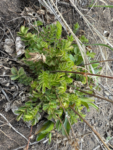 Drymocallis fissa, photograph 5