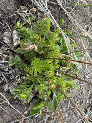 Drymocallis fissa, photograph (c) Jared Lincenberg, some rights reserved (CC BY)