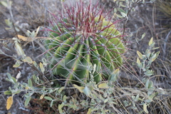 Ferocactus haematacanthus