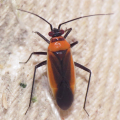 Lopidea