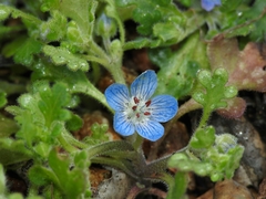 Nemophila menziesii integrifolia