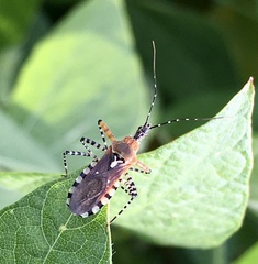 Cosmoclopius nigroannulatus