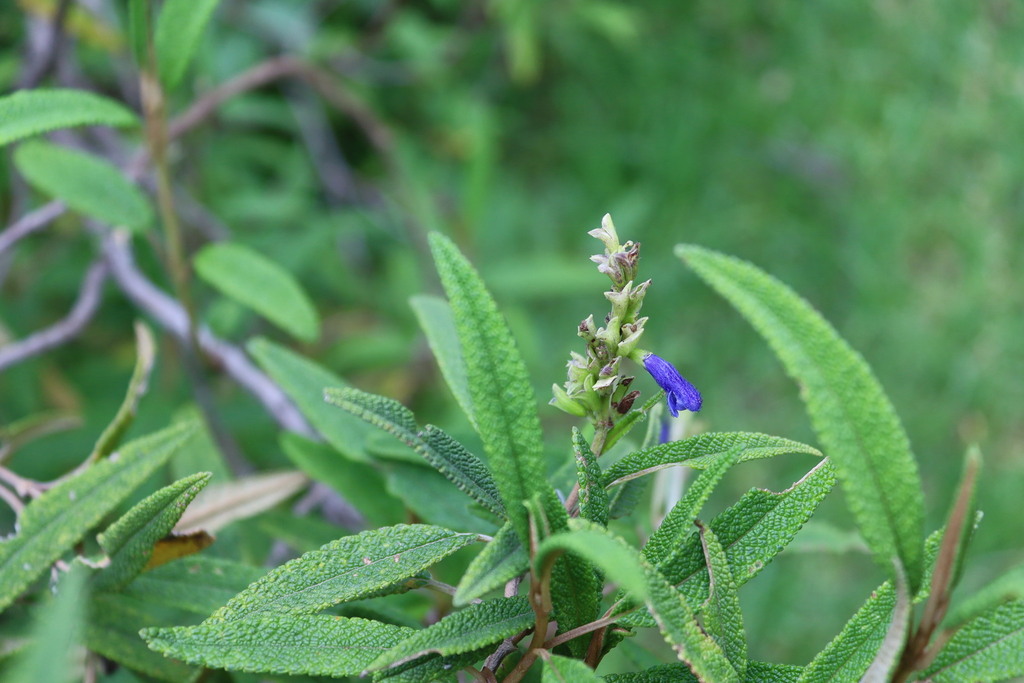 Salvia corrugata; photograph (c) Diego Inclan, some rights reserved (CC BY)