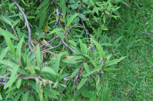Salvia corrugata, photograph 1
