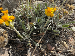 Packera werneriifolia, photograph (c) Jared Lincenberg, some rights reserved (CC BY)