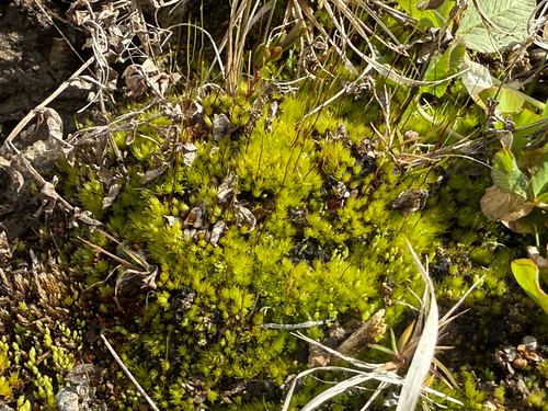 Gemmabryum caespiticium observed 2026-04-26
