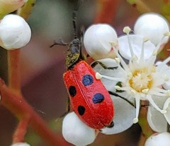 Pelonides quadripunctata