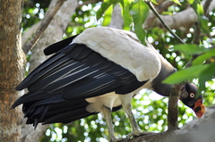 King Vulture photo 5