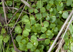 Gonocarpus micranthus micranthus