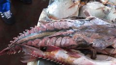 Megalodoras uranoscopus