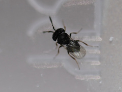 Trissolcus