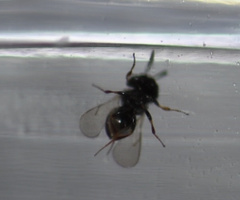 Trissolcus
