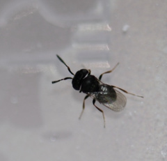 Trissolcus